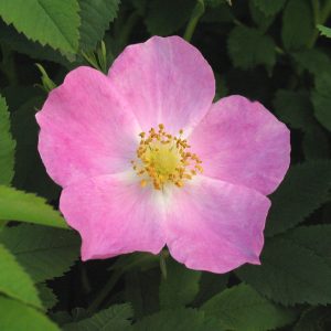 Rosa 'Blanda'