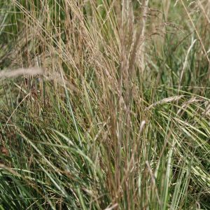 Calamagrostis acutiflora 'Avalanche'