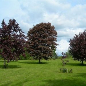 Acer platanoïdes 'Royal Red'