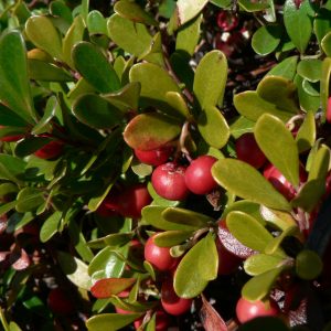 Arctostaphylos uva ursi 'Massachusetts'