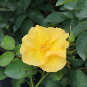 Rosa 'Bill Reid'