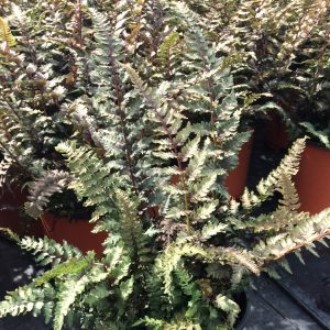 Athyrium niponicum 'Regal Red'