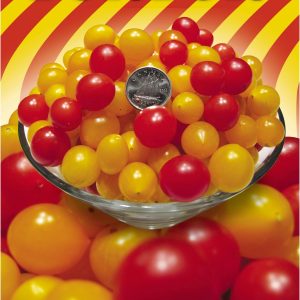 Tomates 'Bonbon Jaune'