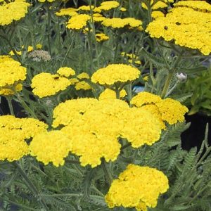 Achillea 'Moonshine'