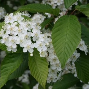 Sorbus alnifolia