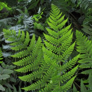 Dryopteris marginalis