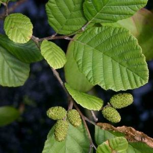 Alnus rugosa