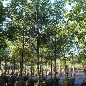 Acer rubrum 'Northwood'