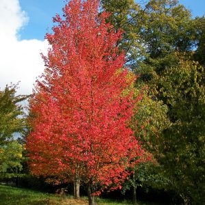 Acer rubrum