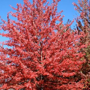 Acer rubrum 'Red Sunset'
