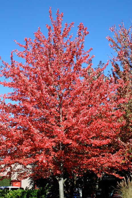 Acer rubrum 'Red Sunset'