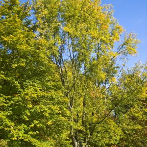 Acer saccharinum