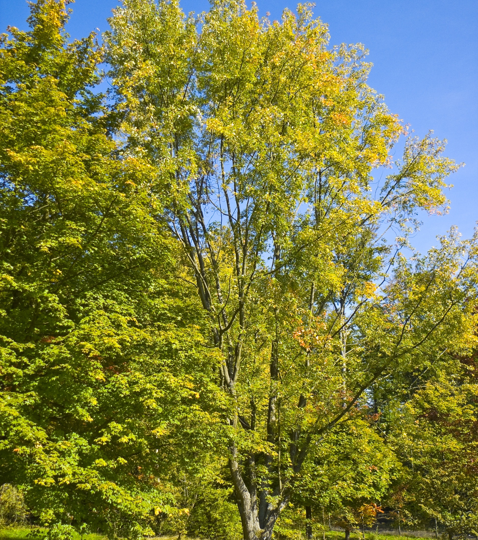 Acer saccharinum
