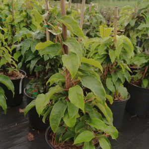Actinidia arguta 'Opitz'