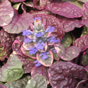 Ajuga reptans 'Burgundy Glow'