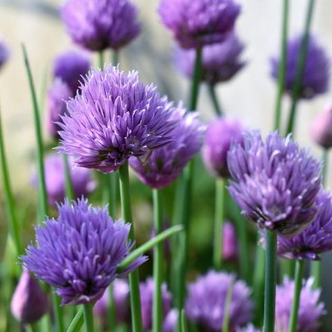 Allium schoenoprasum 'Purple One'