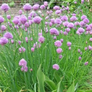 Allium schoenoprasum