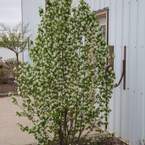Amelanchier alnifolia 'Standing Ovation'