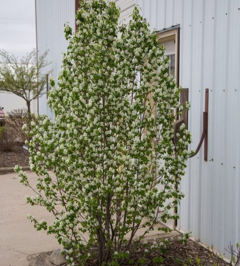 Amelanchier alnifolia 'Standing Ovation'