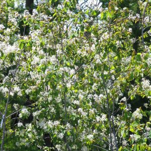 Amelanchier canadensis