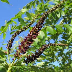 Amorpha fruticosa