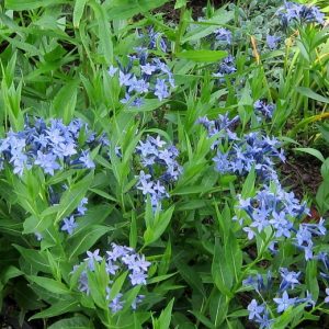 Amsonia 'Blue Ice'