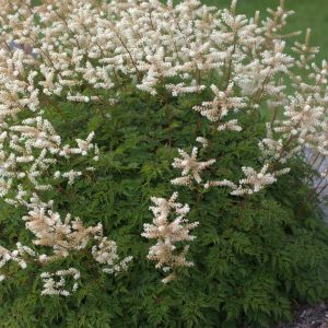 Aruncus aethusifolius