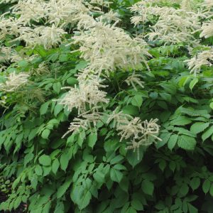 Aruncus dioicus