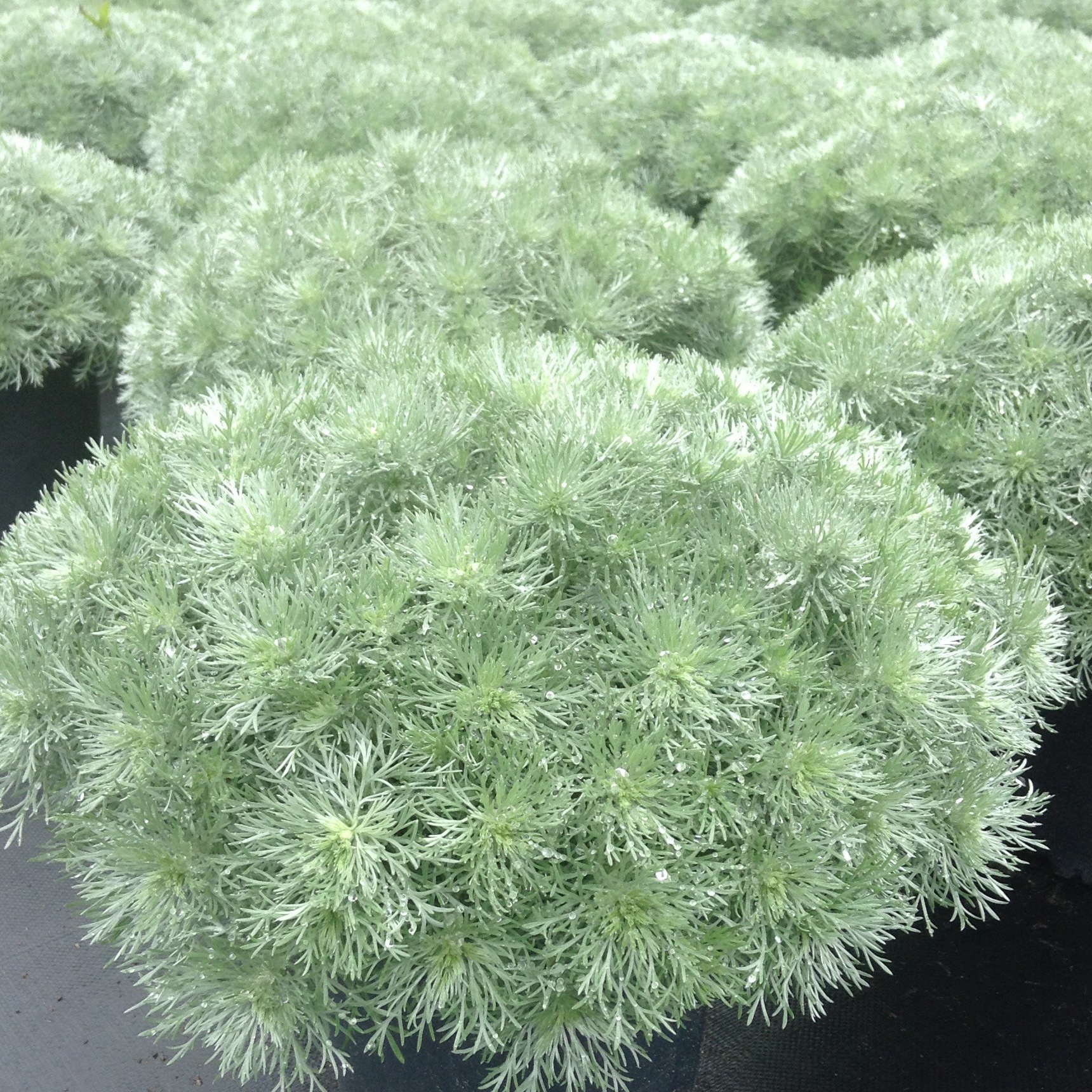 Artemisia schmidtiana 'Silver Mound'