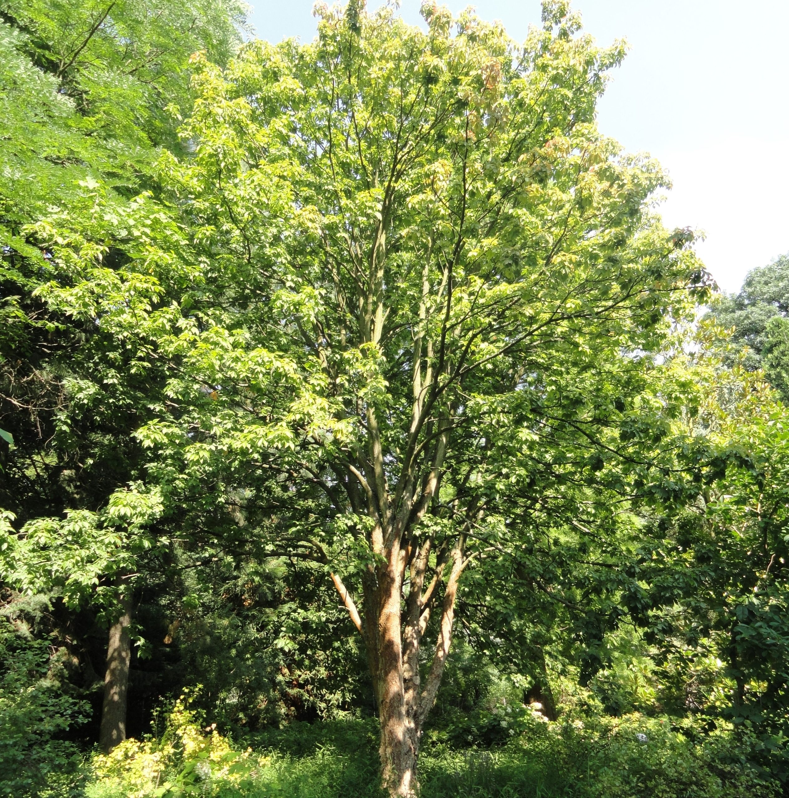 Aesculus glabra