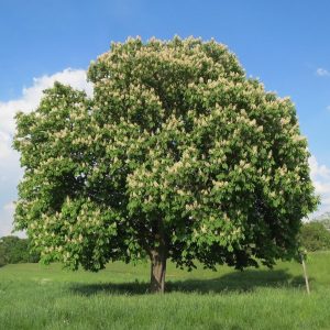 Aesculus hippocastanum