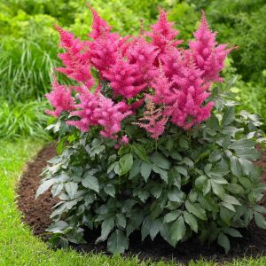 Astilbe arendsii 'Drum and Bass'