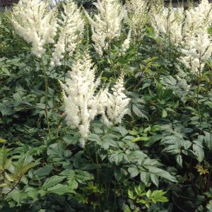 Astilbe arendsii 'Diamant'