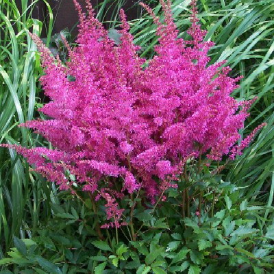 Astilbe arendsii 'Younique Lilac'