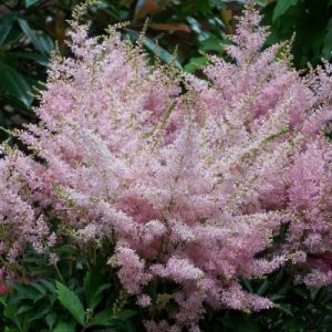 Astilbe arendsii 'Younique Silver Pink'