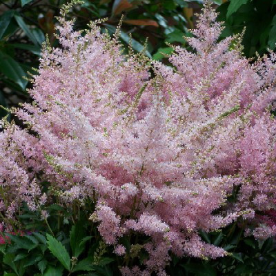 Astilbe arendsii 'Younique Silver Pink'