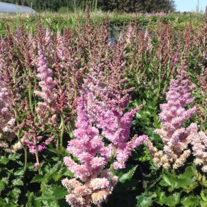 Astilbe chinensis 'Little Visions in Purple'