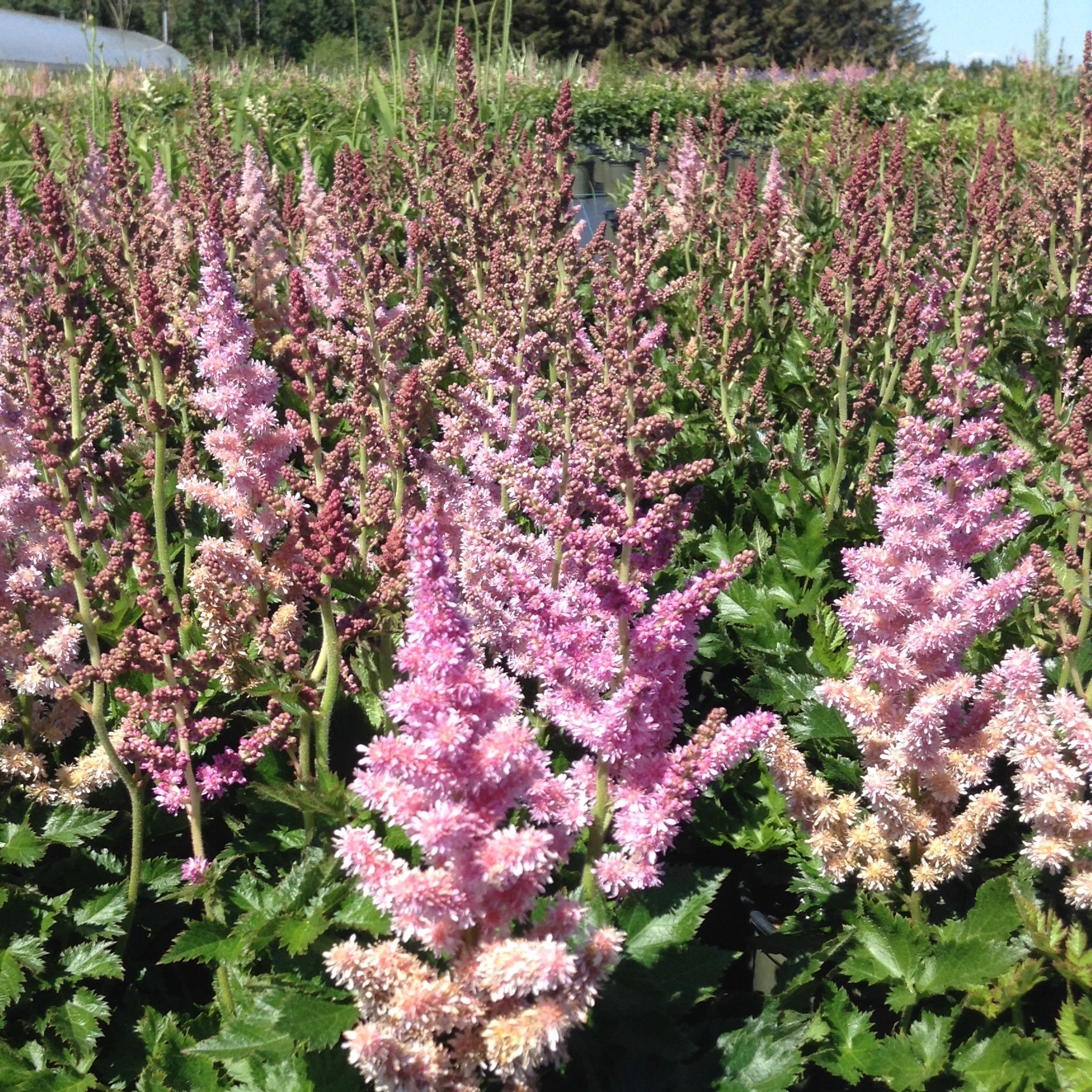 Astilbe chinensis 'Little Visions in Purple'