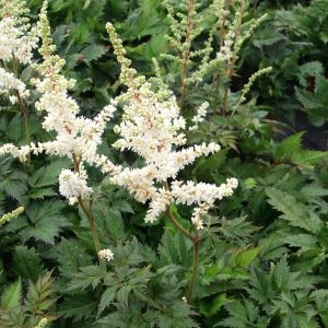 Astilbe chinensis 'Visions in White'