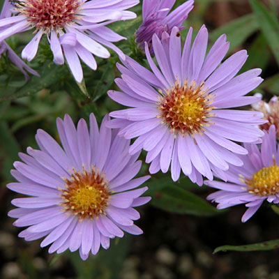 Aster dumosus 'Wood's Light Blue'