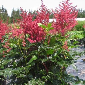 Astilbe japonica 'Dusseldorf'
