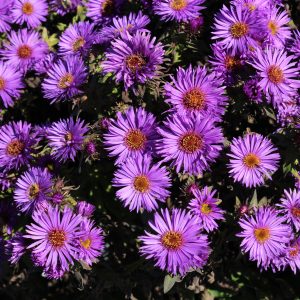 Aster novae-angliae 'Purple Dome'