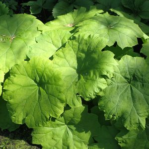 Astilboides tabularis