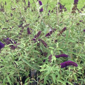 Buddleja davidii 'Black Knight'