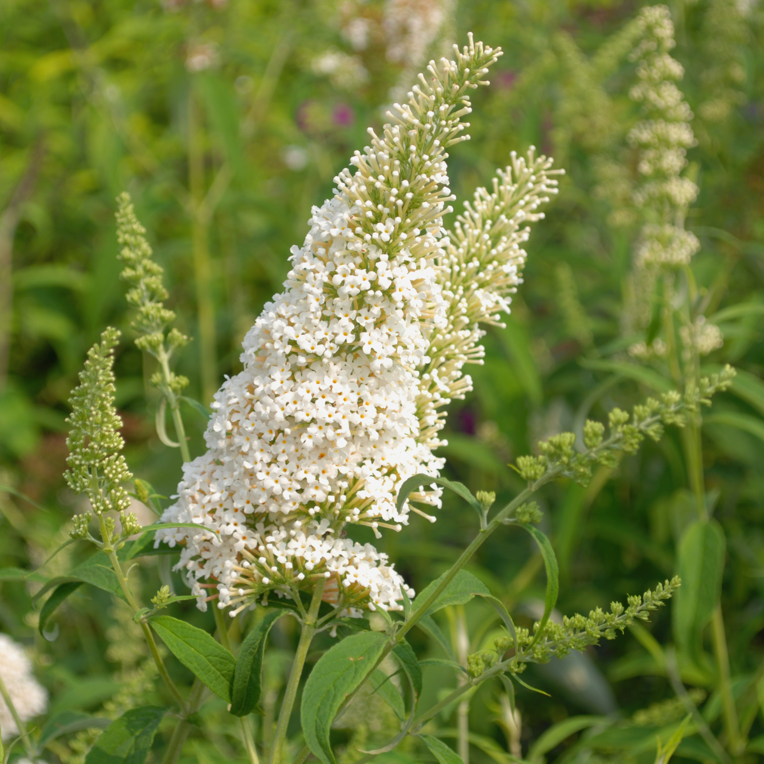 Buddleja davidii 'White Profusion'