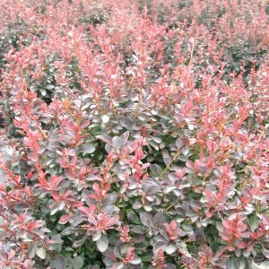Berberis thunbergii 'Gentry Royal Burgundy'