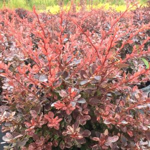 Berberis thunbergii 'Rose Glow'