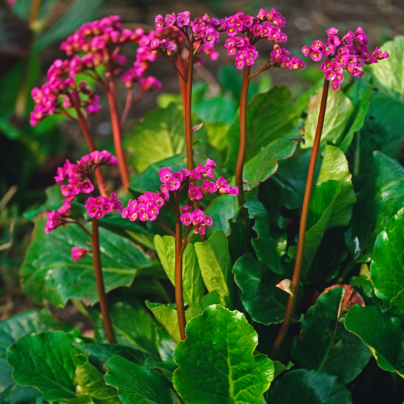 Bergenia purpurascens