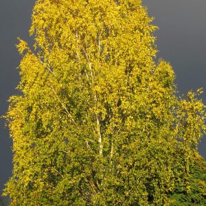 Betula alleghaniensis