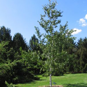 Betula papyrifera